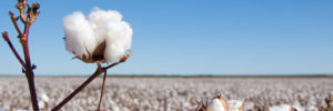 Texas cotton field